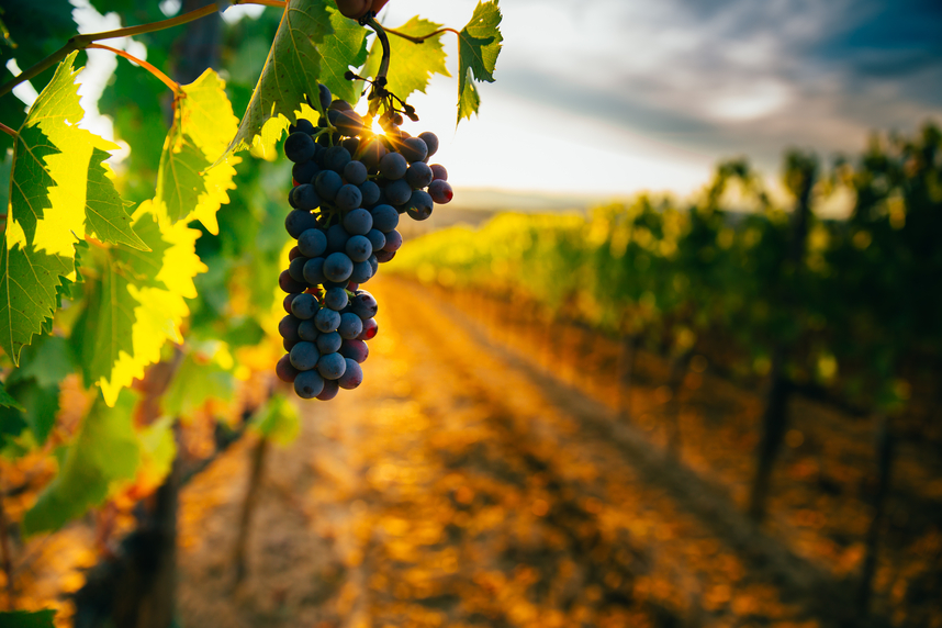 Morellino di Scansano DOCG: caratteristiche e abbinamenti di questo rosso toscano Morellino di Scansano DOCG: caratteristiche e abbinamenti di questo rosso toscano